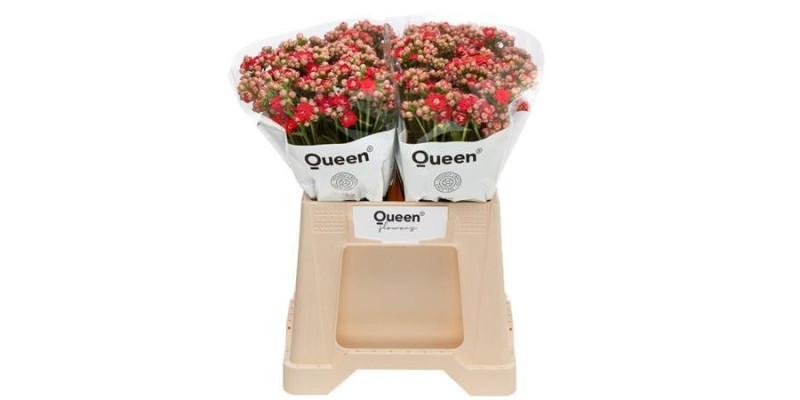 Kal Pretty Red Meadow 40 cm A1