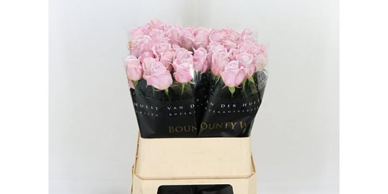 Rose Gr Bounty Way 70cm A1