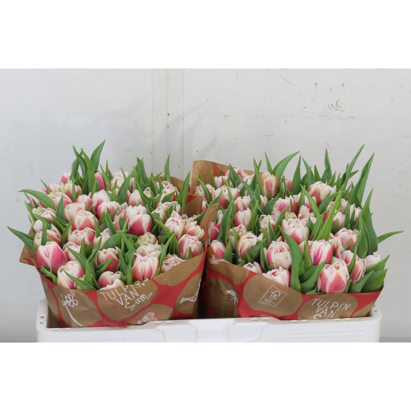 Tulips Du Choopa Choop 32cm A1 Col-Bicolor