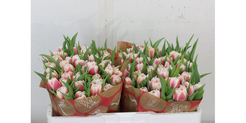 Tulips Du Choopa Choop 32cm A1 Col-Bicolor