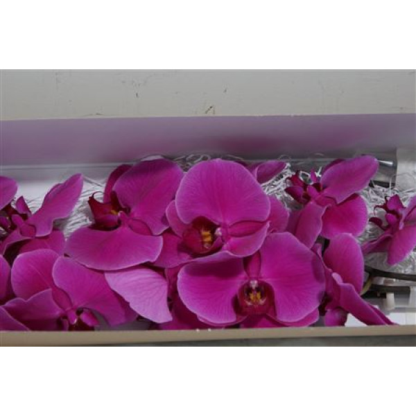 Orchid Phal Beau Monde 25cm A1