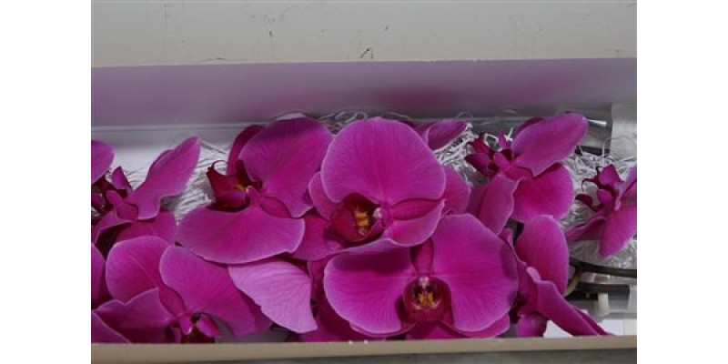 Orchid Phal Beau Monde 25cm A1
