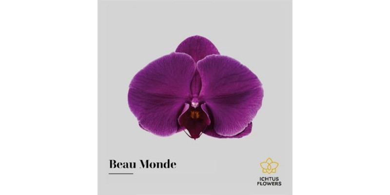Orchid Phal Beau Monde Bloem 25 Bloemen  A1
