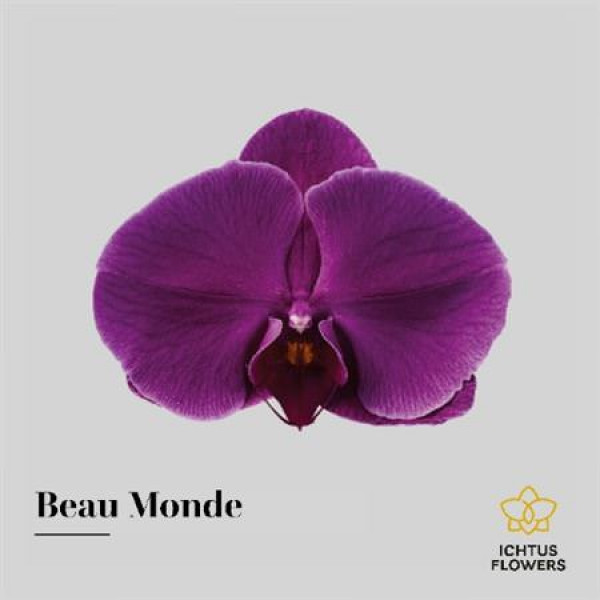 Orchid Phal Beau Monde Bloem 25 Bloemen  A1