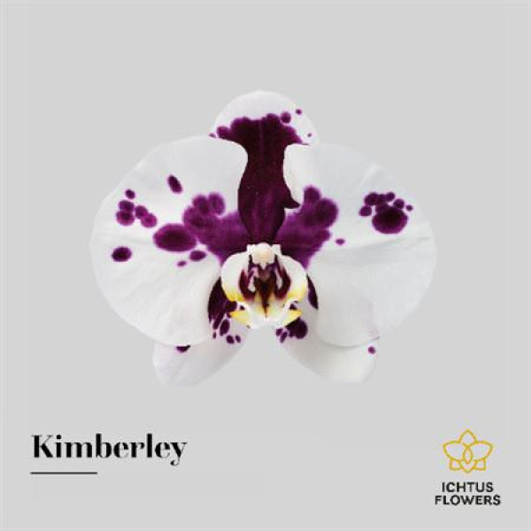 Orchid Phal Kimberley Bloem 25 Bloemen  A1