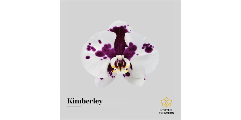 Orchid Phal Kimberley Bloem 25 Bloemen  A1