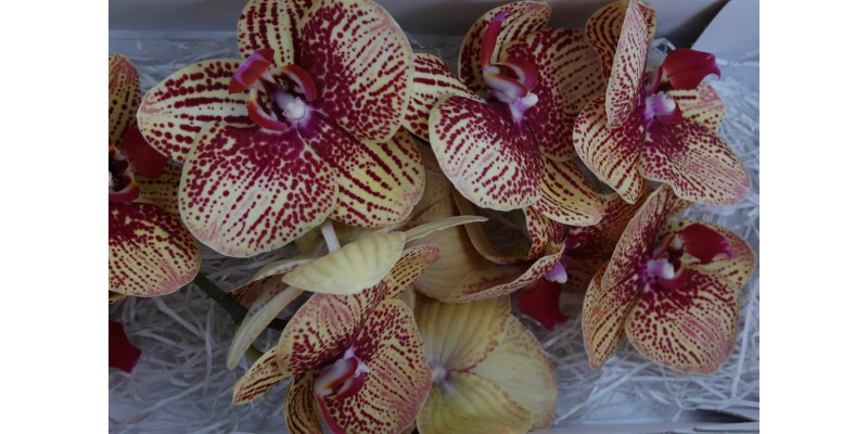 Orchid Phal Karin Aloha 25cm  Col-Bicolor