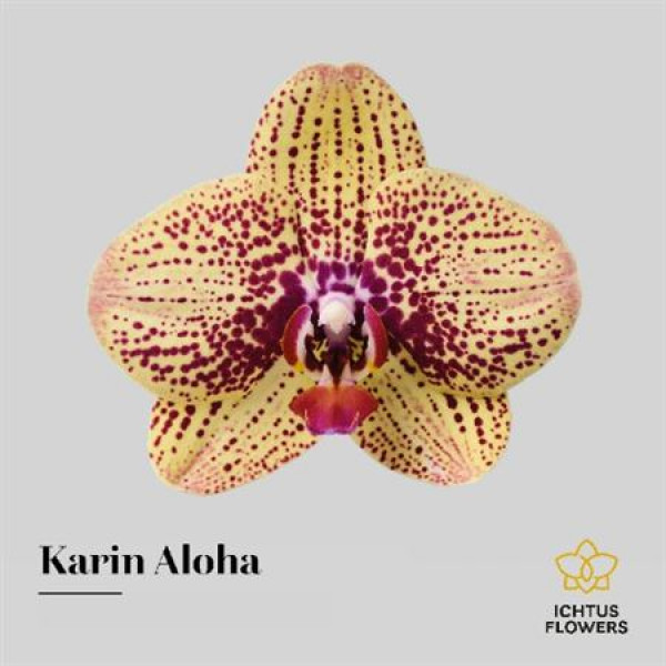 Orchid Phal Karin Aloha Bloem 25 Bloemen  A1