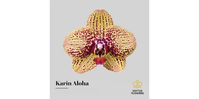 Orchid Phal Karin Aloha Bloem 25 Bloemen  A1