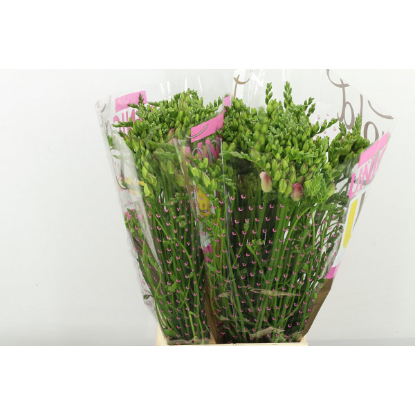 Freesias Du Rosario 54 A1Pink