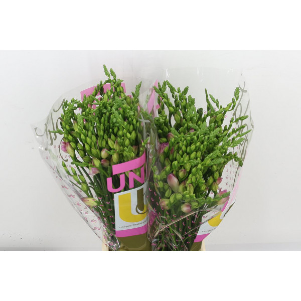 Freesias Du Rosario 52cm A1 Col-Pink