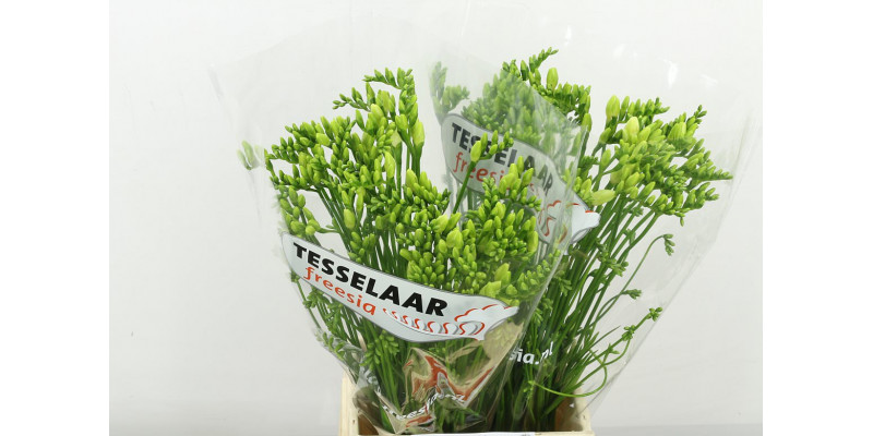 Freesias En San Remo 50 A1White