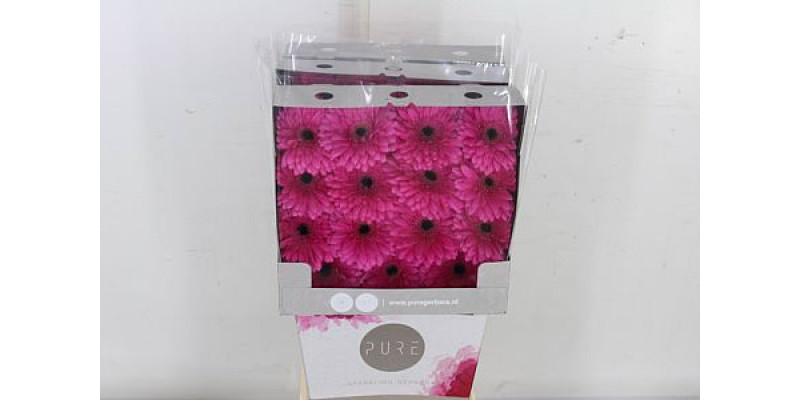 Gerbera Madeira 50cm A1