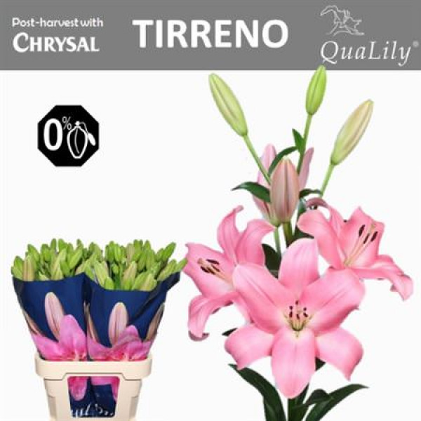 Lillys La Tirreno 4+ 90cm A1 Col-Pink