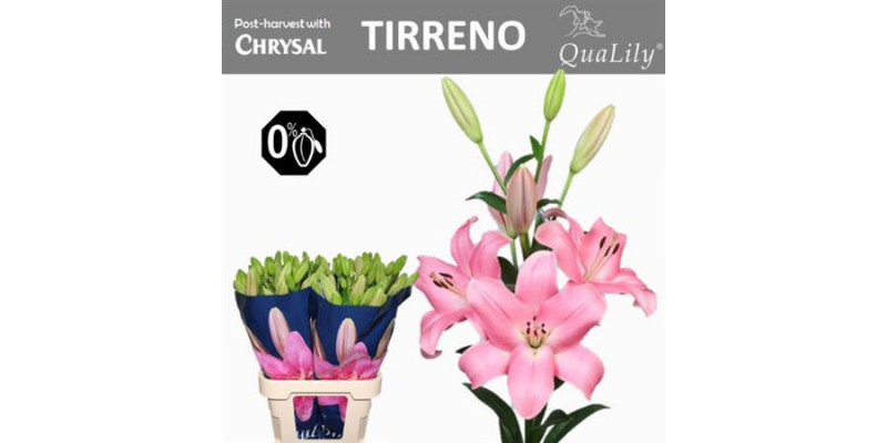 Lillys La Tirreno 4+ 90cm A1 Col-Pink