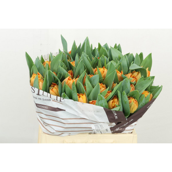 Tulips Du Valdivia 38cm A1 Col-Orange