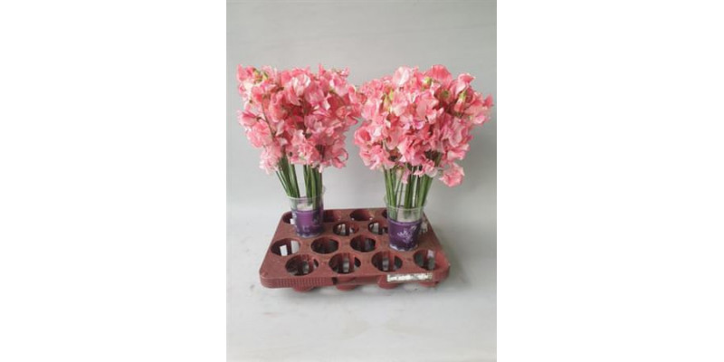 Lathyrus Pink Wedding 40cm A1