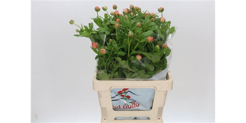 Ranunculus Butterfly Charis 60 cm A1