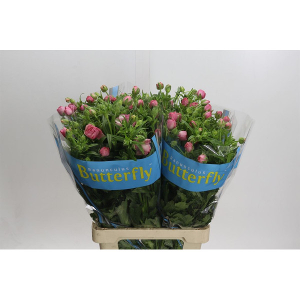 Ranunculus Butterfly Hera 70 cm A1