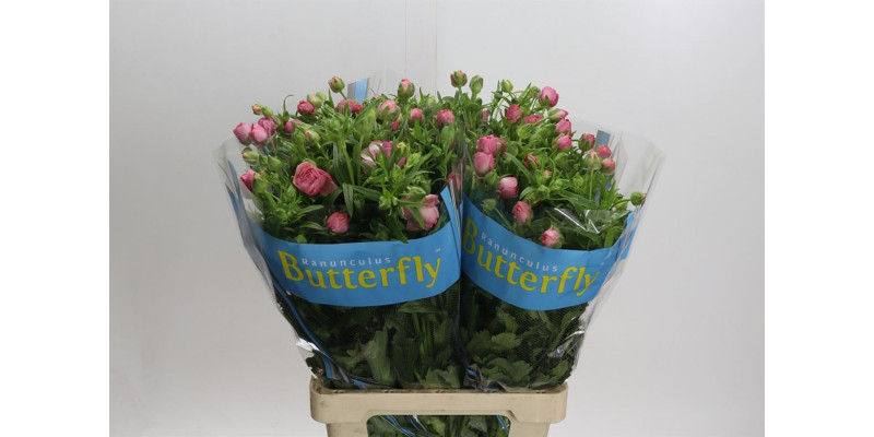 Ranunculus Butterfly Hera 70 cm A1