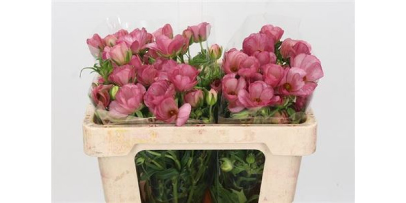 Ranunculus Butterfly Lycia 50cm A1 Col-Purple Pink