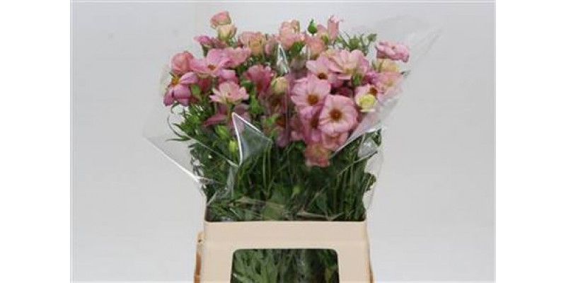 Ranunculus Butterfly Lycia Cerise 60cm 