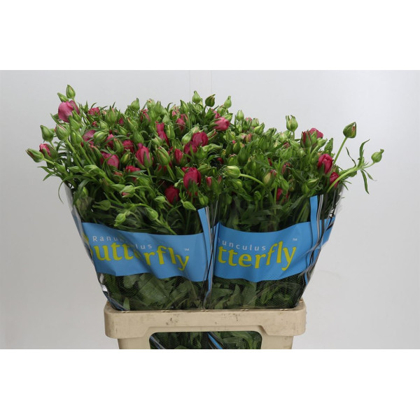 Ranunculus Butterfly Lycia 70 cm A1