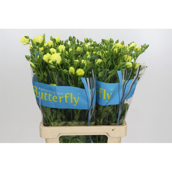 Ranunculus Butterfly Helios 70 cm A1