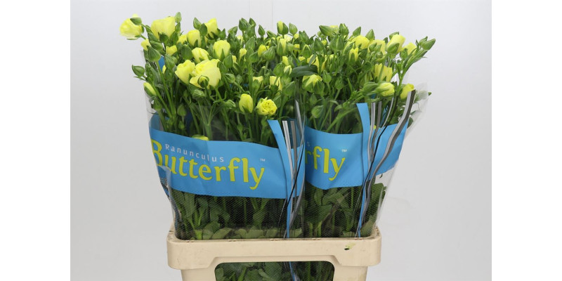 Ranunculus Butterfly Helios 70 cm A1