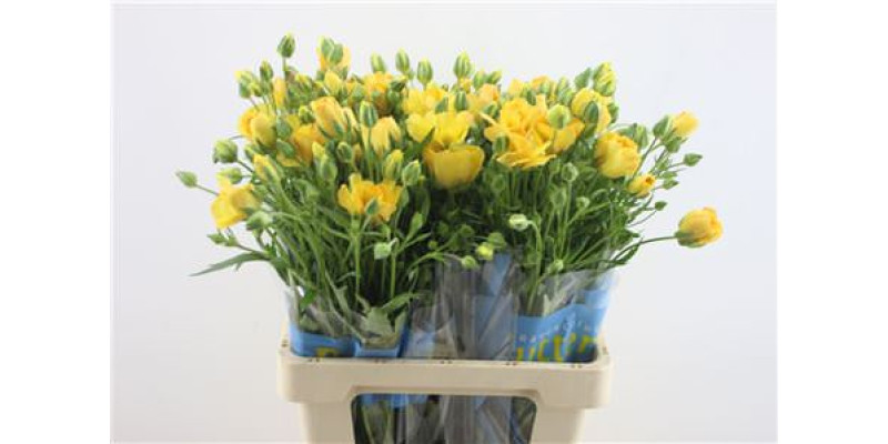 Ranunculus Butterfly Dione 60cm A1