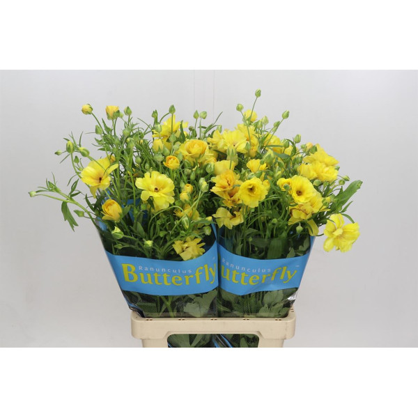Ranunculus Butterfly Dione 70 cm A1
