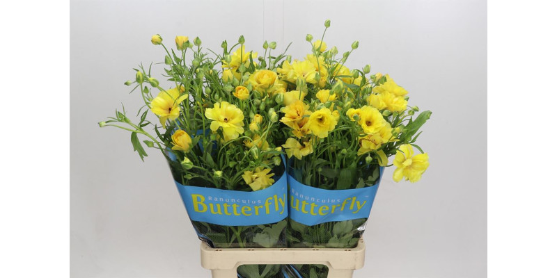 Ranunculus Butterfly Dione 70 cm A1