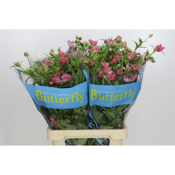 Ranunculus Butterfly Isis 70 cm A1