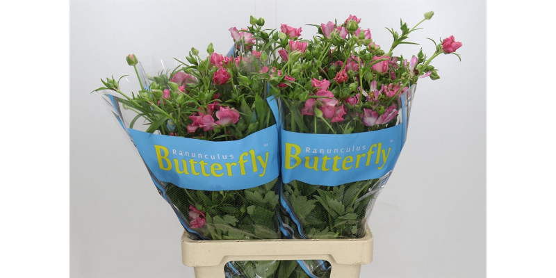 Ranunculus Butterfly Isis 70 cm A1