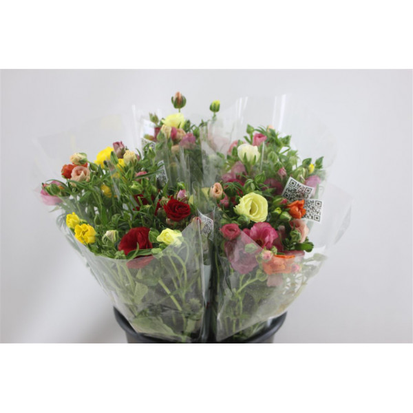 Ranunculus Butterfly Mix In Bucket 50cm A1