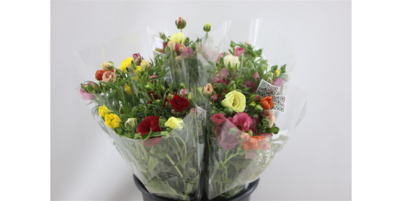 Ranunculus Butterfly Mix In Bucket 50cm A1