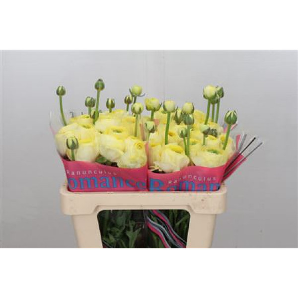 Ranunculus Romance Quimper 50cm A1