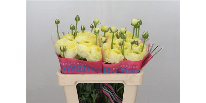 Ranunculus Romance Quimper 50cm A1