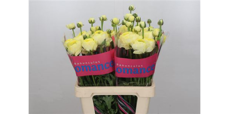 Ranunculus Romance Quimper 60cm A1