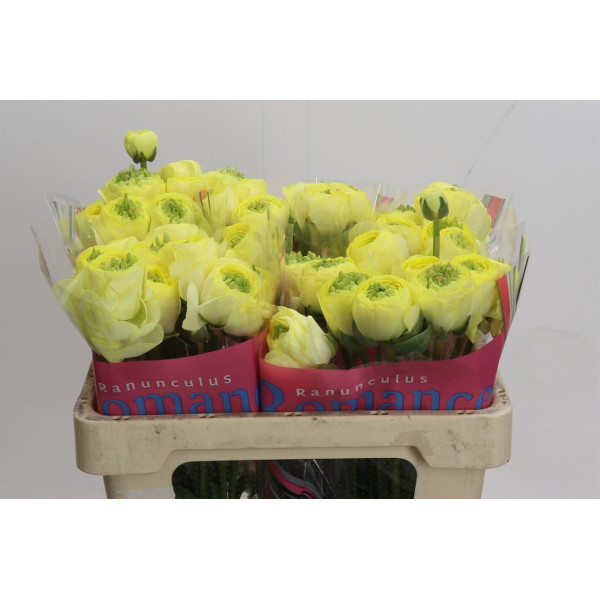 Ranunculus Romance Quimper 50 cm A1
