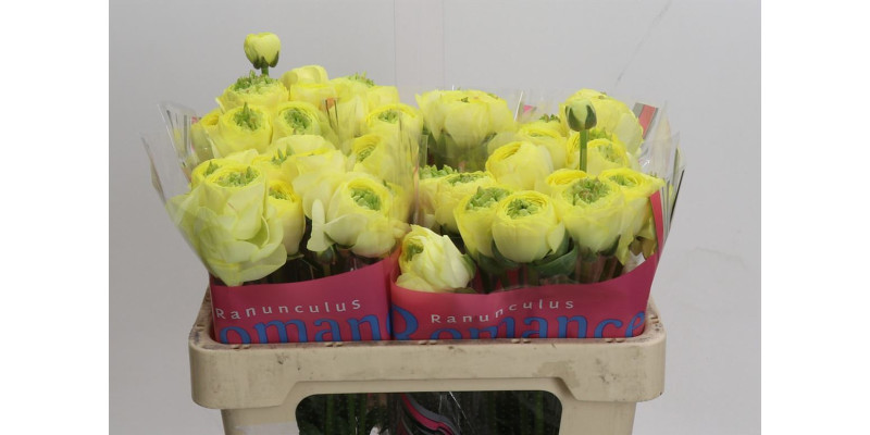 Ranunculus Romance Quimper 50 cm A1