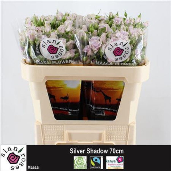 Rose Tr Silver Shadow 70cm A1 Col-Milka