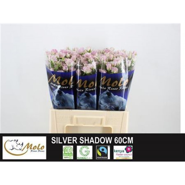 Rose Tr Silver Shadow 60cm A1 Col-Milka