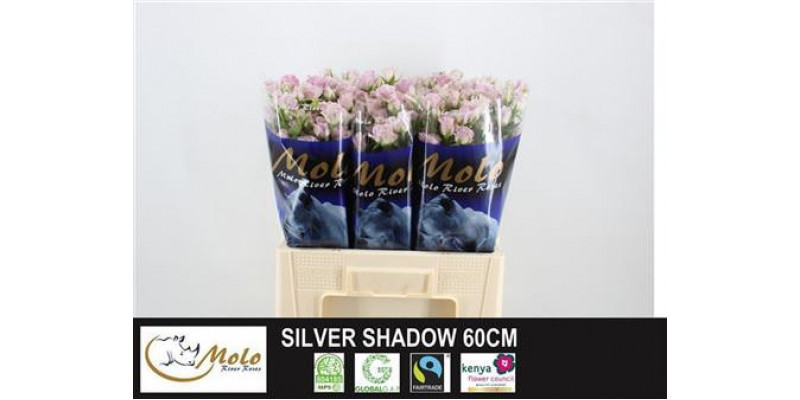 Rose Tr Silver Shadow 60cm A1 Col-Milka