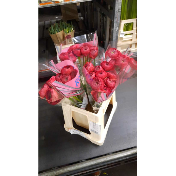 Ranunculus Romance Get Lucky 40 A1Red