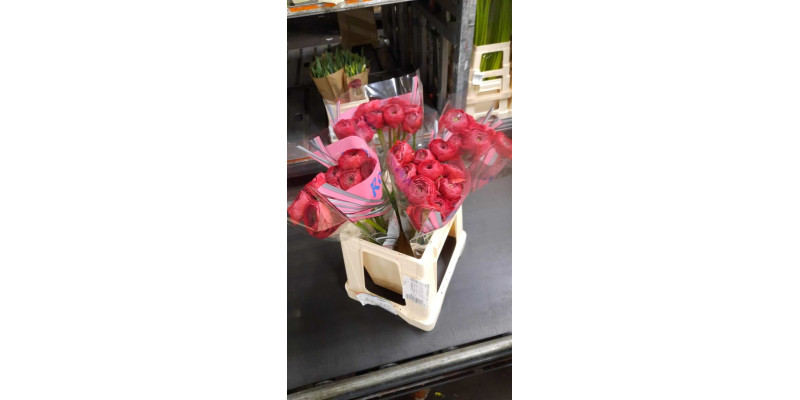 Ranunculus Romance Get Lucky 40 A1Red