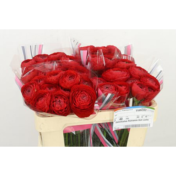 Ranunculus Romance Get Lucky 50cm A1