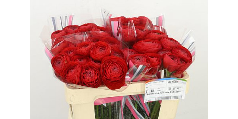 Ranunculus Romance Get Lucky 50cm A1