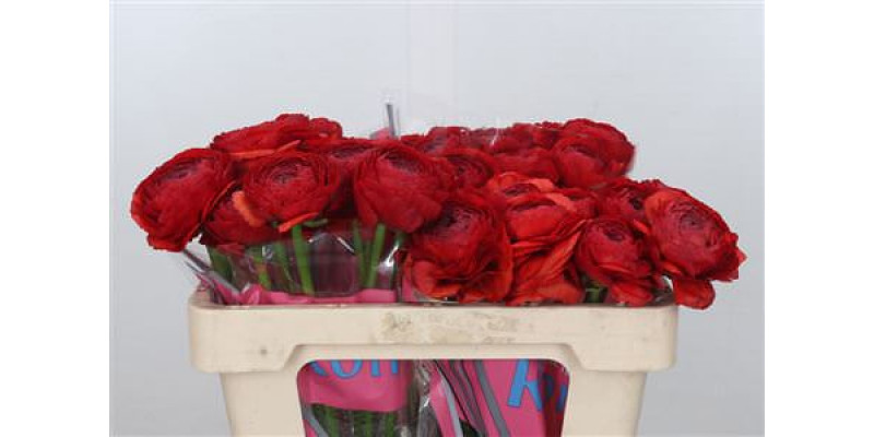 Ranunculus Romance Get Lucky 50cm A1