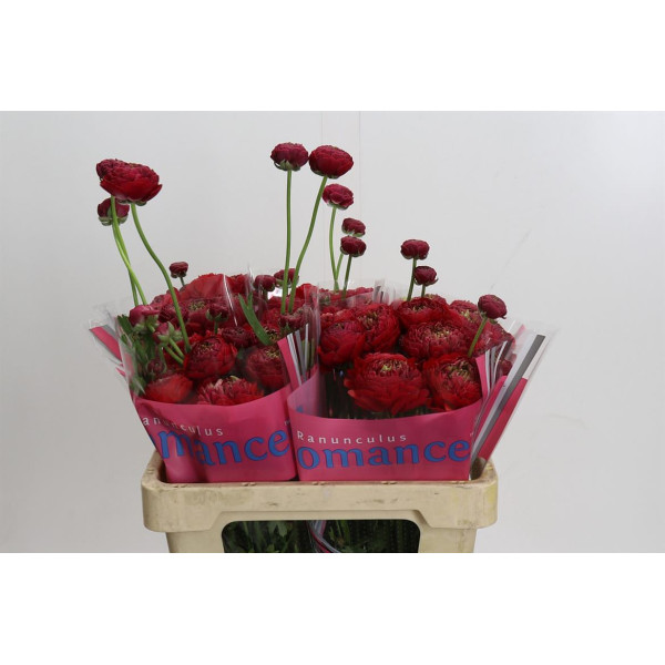 Ranunculus Romance Odon 50 cm A1